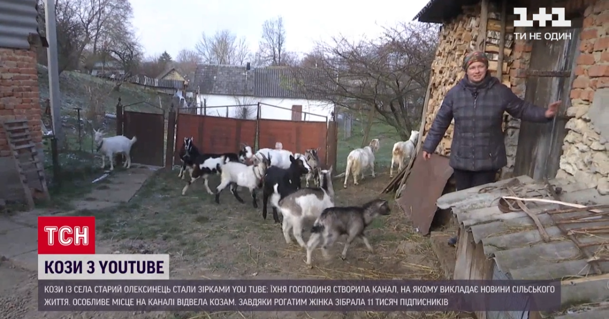 "Я і мої кози": блогерка із тернопільського села здобула славу в Мережі завдяки господарству