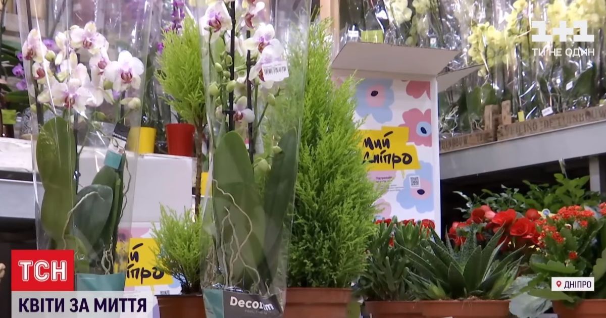Літак квітів із Нідерландів: у Дніпрі за пів ціни продають рослини задля боротьби із наркорекламою на фасадах