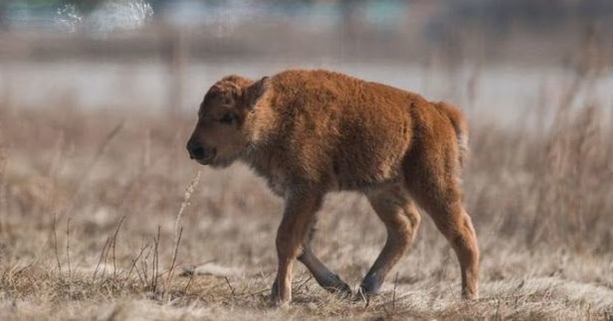 Історичний момент: у канадському парку спадщини Ванускевін вперше від 1876 року народилося дитинча бізона