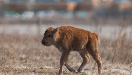Історичний момент: у канадському парку спадщини Ванускевін вперше від 1876 року народилося дитинча бізона