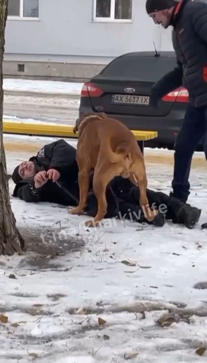 Чтобы ничего не отморозил: в Харькове пес волочил домой своего пьяного хозяина