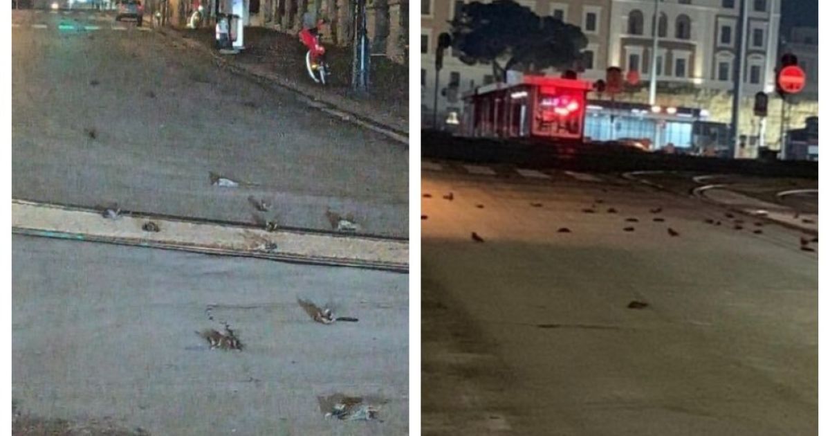 В Риме после начала полуночной "канонады" из фейерверков прошел "дождь" из мертвых птиц