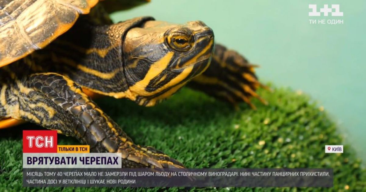 Частину врятованих із замерзлого столичного озера черепах вже "всиновили"