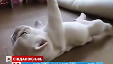 Беспомощный щенок стал звездой Сети