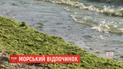 Купаться можно: Черное море почти полностью очистились от водорослей