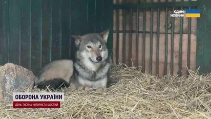 Історія з вовком, який напав на господарку, отримала продовження