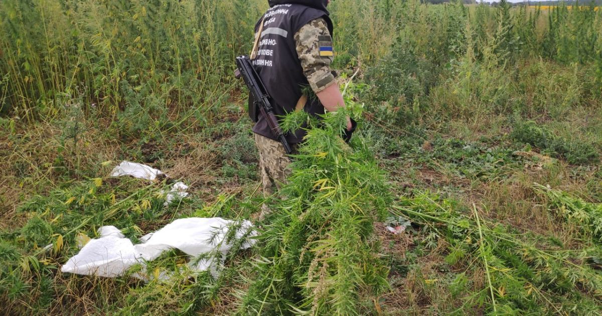 Прикордонники виявили на Донеччині плантацію конопель на 3 тисячі кв. метрів