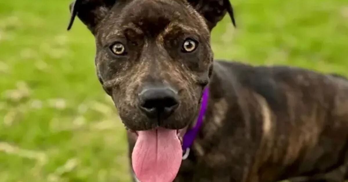 Собака с пятью лапами Белла / Фото: Wisconsin Humane Society