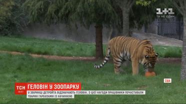 Накануне Хэллоуина в зоопарке Детройта животных угостили тыквами с начинкой