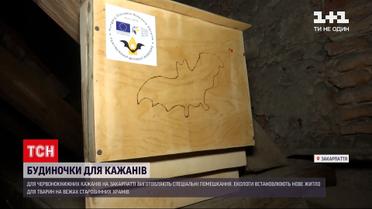 Новини України: на Закарпатті екологи установили сотні будинків для червонокнижних кажанів