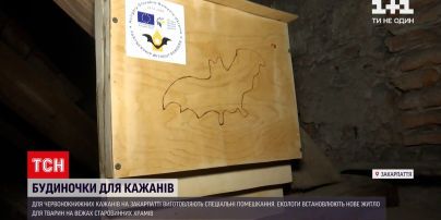 Новини України: на Закарпатті екологи установили сотні будинків для червонокнижних кажанів