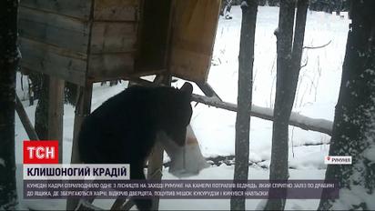 Новости мира: в одном из румынских лесничеств медведь украл мешок кукурузы