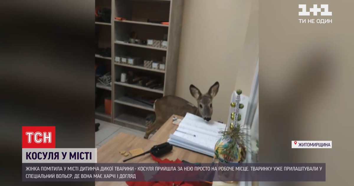 Дика тварина у місті: у Житомирі дитинча косулі гуляло вулицями та зайшло до офісу (відео)