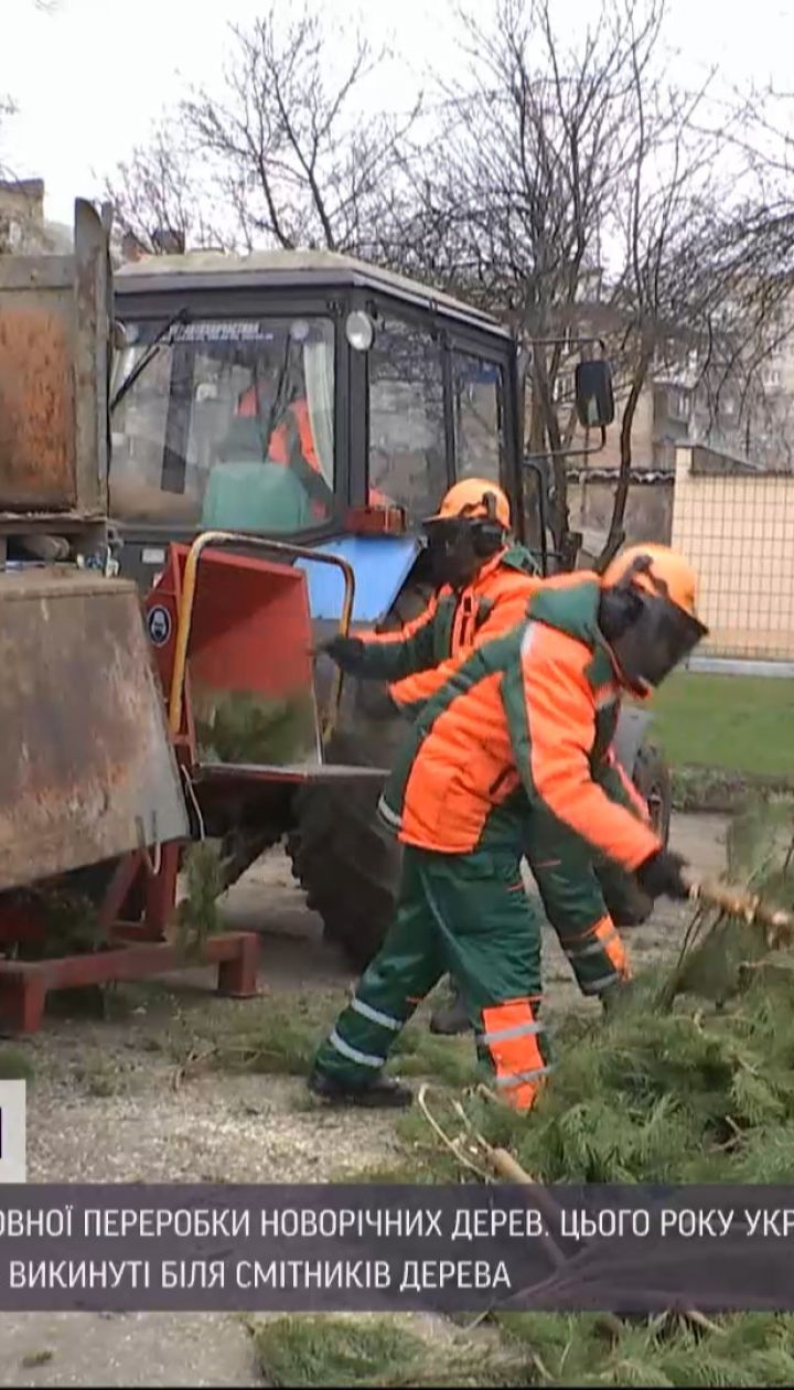 Чому живі ялинки варто здавати на переробку