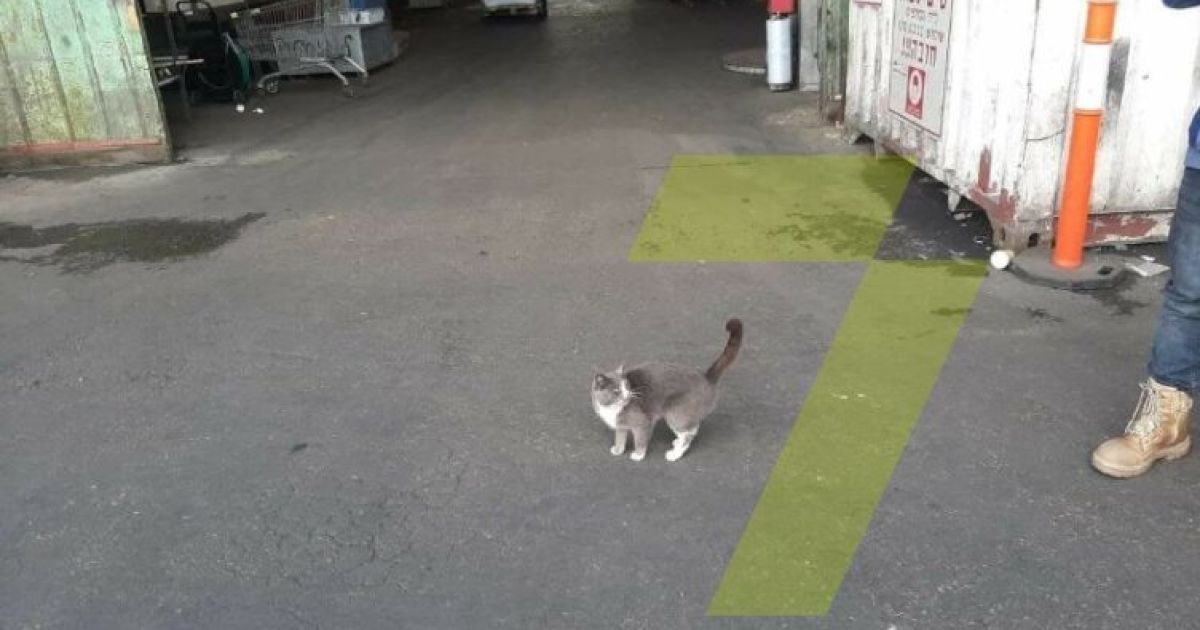 Интересные новости: одесская кошка случайно попала в грузовой контейнер и  оказалась в Израиле - Курьезы - TCH.ua