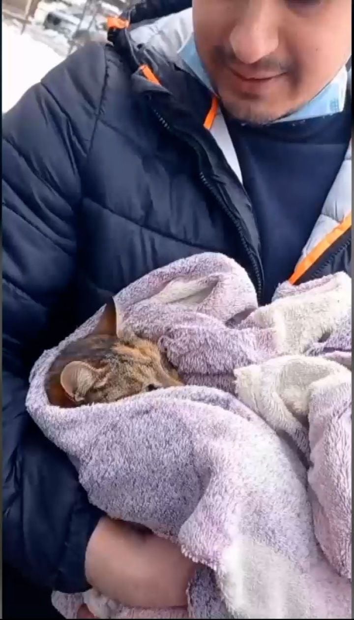 В Одессе спасли кошку, которая три дня в сильные морозы сидела на дереве