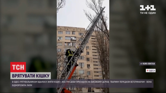 В Одесі врятували кішку, яка у мороз три доби просиділа на дереві: відео
