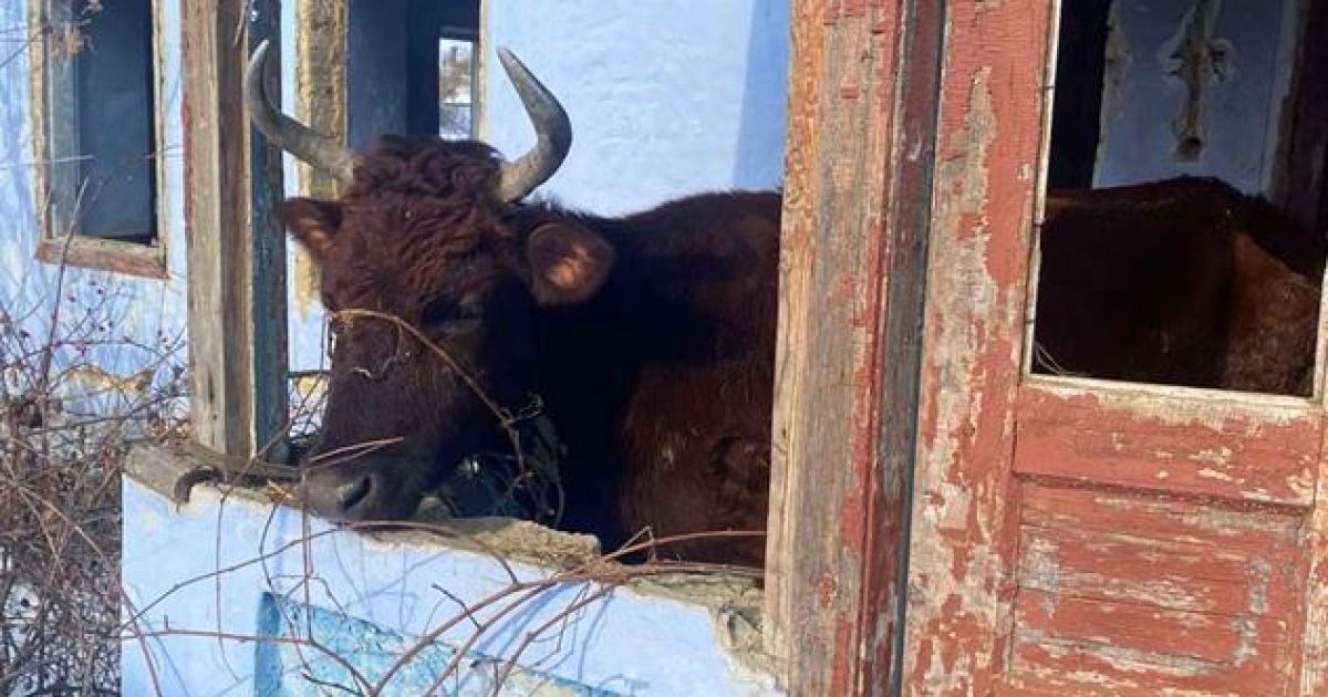 Утримував корів на морозі і не годував: в Одеській області чоловік знущався з тварин (фото)