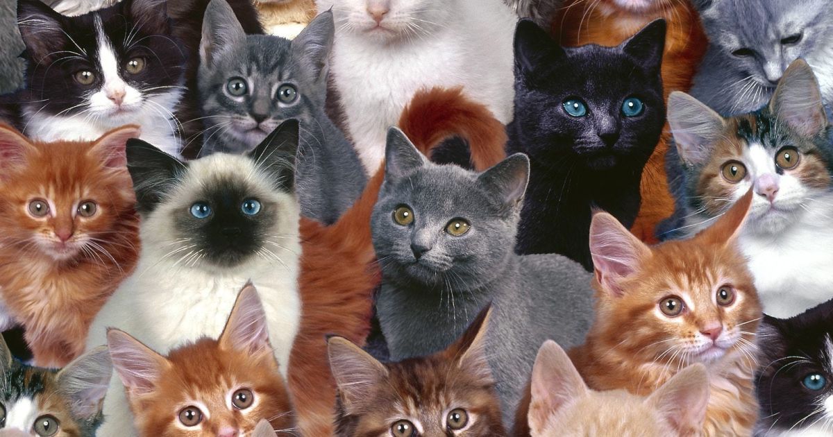 Ученые объяснили, почему у домашних кошек белые лапки