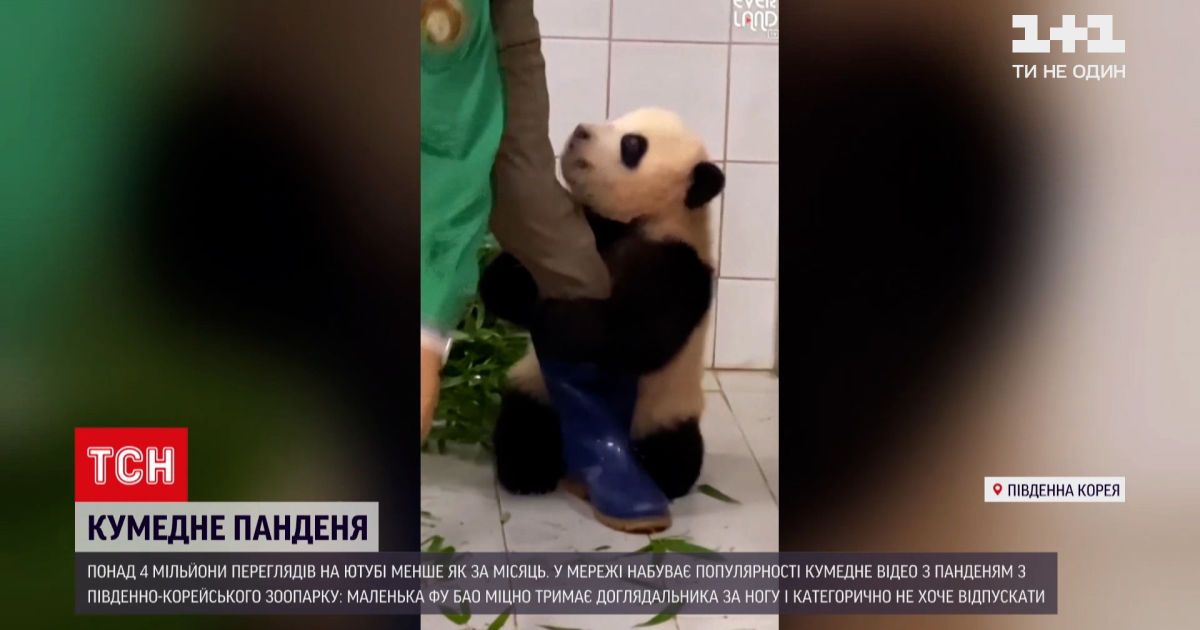 Відео - Відео з панденям з південно-корейського зоопарку набрало понад 4 мільйони переглядів у YouTube - Сторінка відео