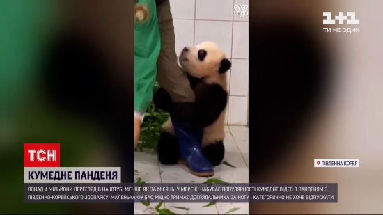 Panda Iz Kitajskogo Zooparka Smeshit V Video Polzovatelej Seti Kurezy Tsn Ua