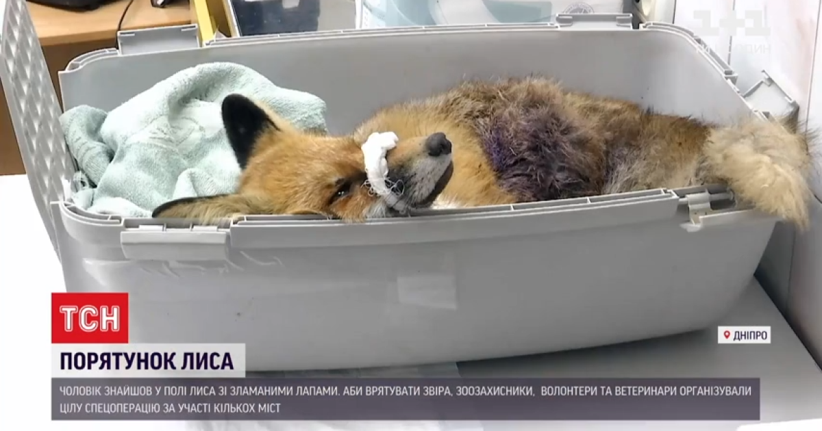 "Плачет, как ребенок": неравнодушные развернули операцию по спасению лиса Никиты, которого нашли со сломанными лапами