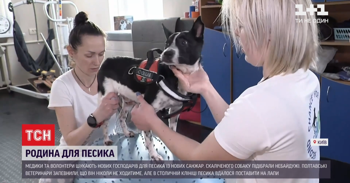 Знайшли зі стертими до кісток лапами: врятованому песику Малишу шукають нову родину