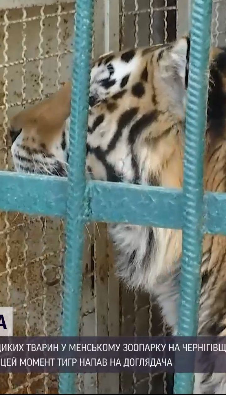 Новини України: чому тигр напав на досвідченого доглядальника