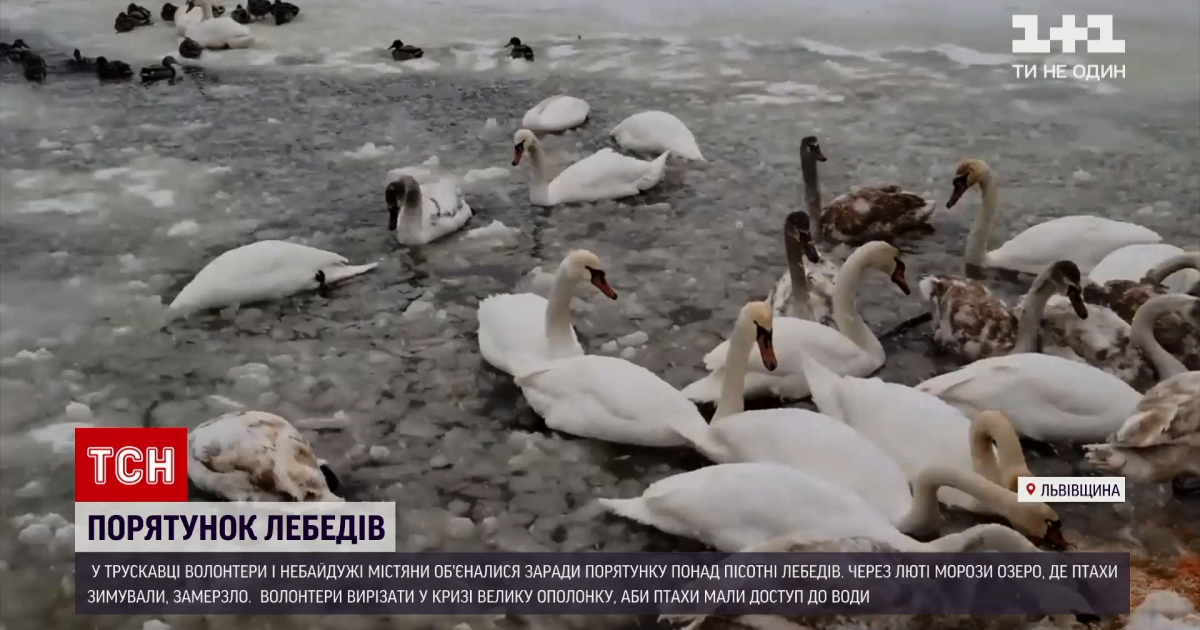 Не дали загинути: у Львівській області волонтери врятували понад пів сотню лебедів (фото, відео)