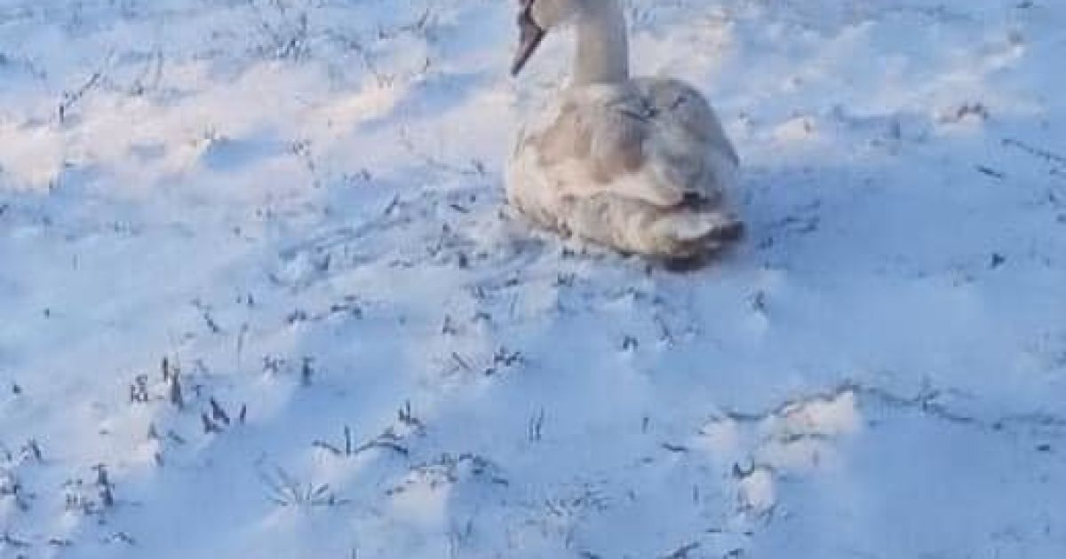 У Львівській області доводиться рятувати сотні лебедів, яких люди привчили до харчів