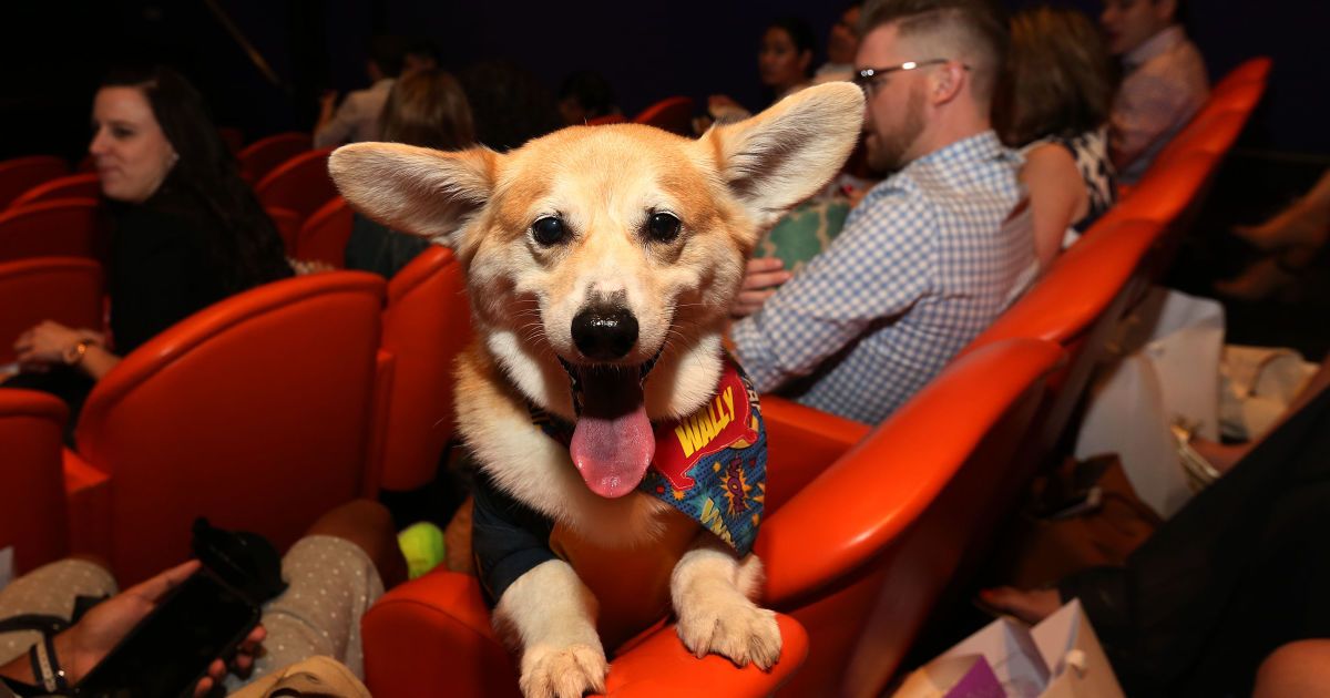 Філософія "pets friendly" у сервісі і дружні до тварин офіси: кінологи прогнозують тренди на 2021 рік