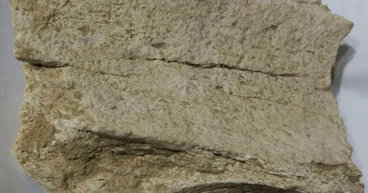 На півдні Одеської області виявили рештки загадкової стародавньої істоти