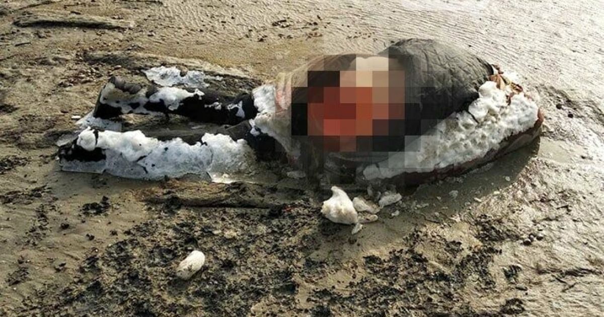 В Одеській області зграя шакалів розтерзала труп жінки