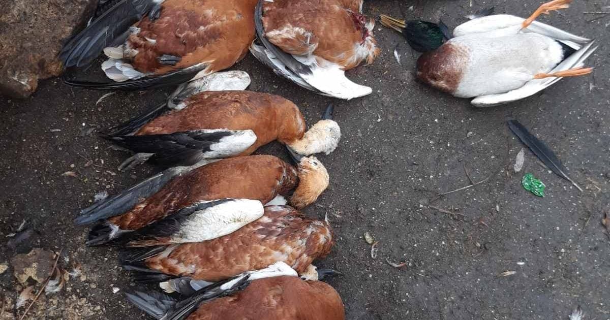 Міжнародний скандал загрожує Україні через масову загибель червонокнижних птахів у заповіднику "Асканія-Нова"