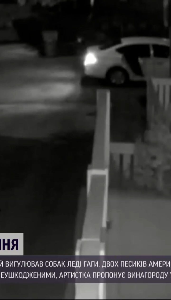 Новини світу: оприлюднили відео, на якому видно як викрали собак Леді Гаги
