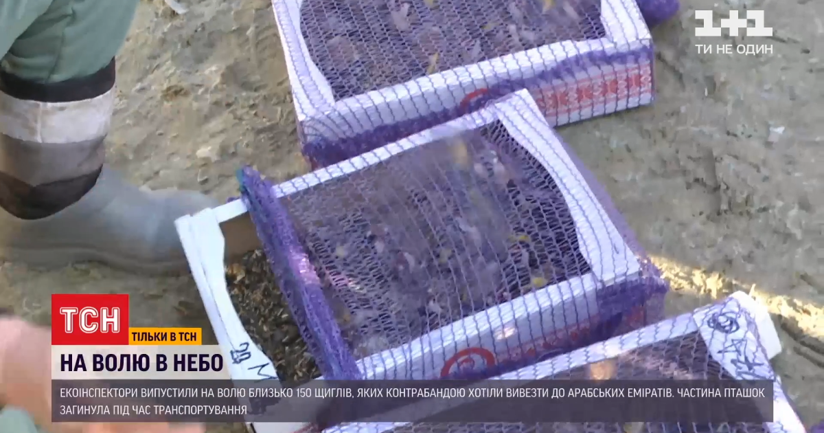 Чому в арабських країнах готові викладати круглі суми за українських щигликів