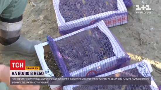 Чому в арабських країнах готові викладати круглі суми за українських щигликів