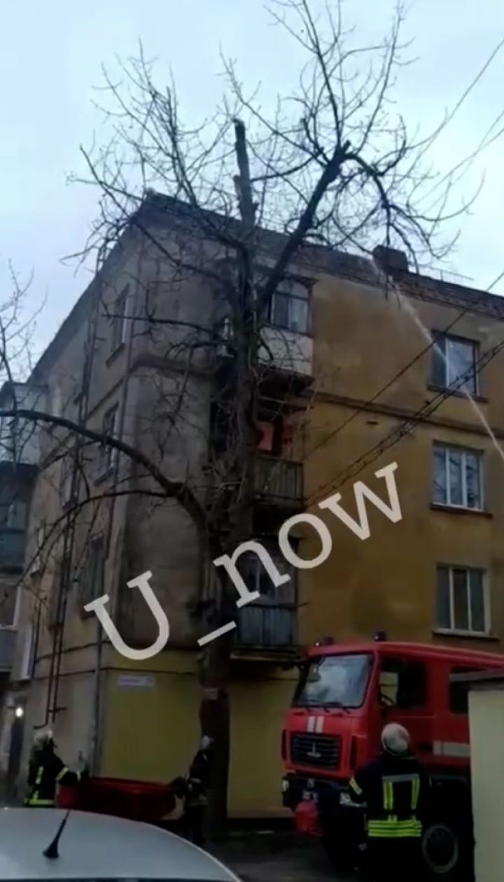 В Кривом Роге кошка чудом выжила после падения с высоты