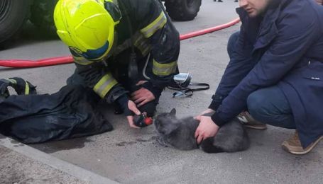 В Киеве во время пожара спасли кота, который лежал без сознания на диване