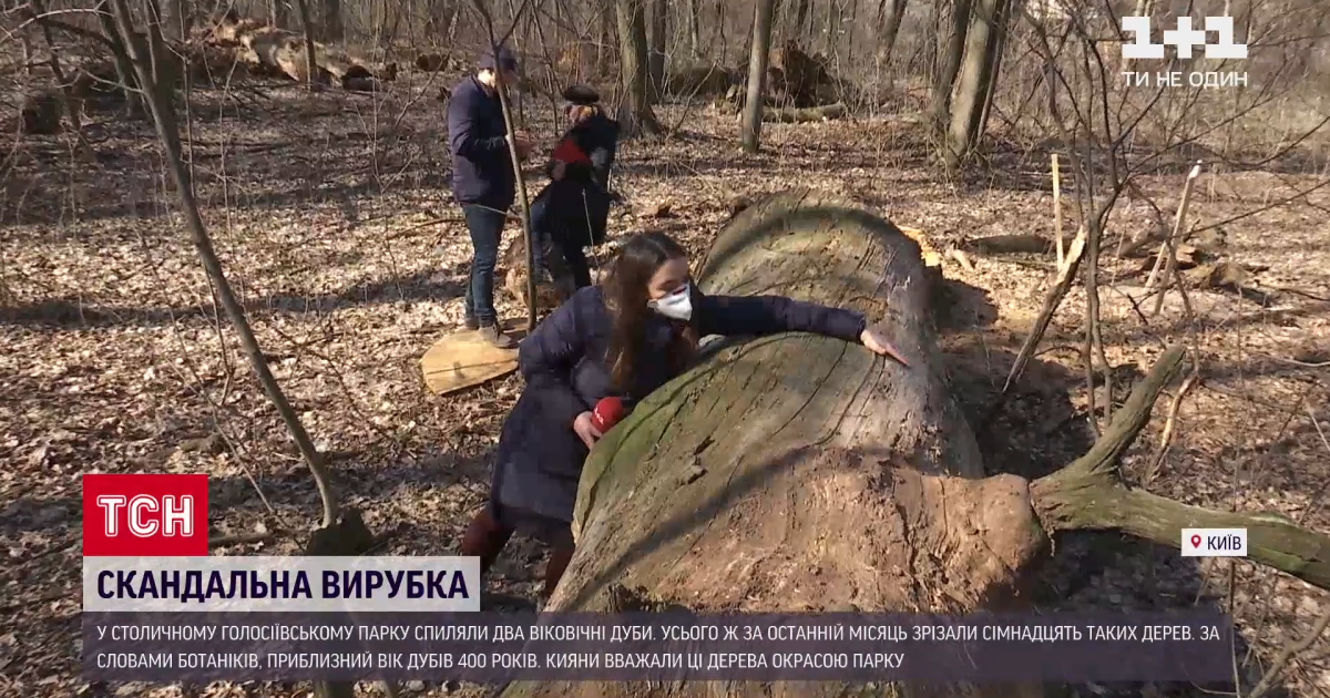 "І так мало місць таких, а вони ще й це добивають": як кияни реагують на вирубку вікових дубів у Голосіївському парку