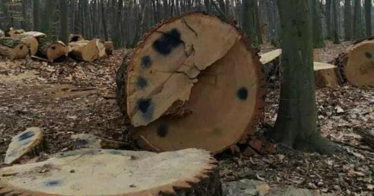 Вырубка вековых дубов в Голосеевском парке: в Киеве начато уголовное производство