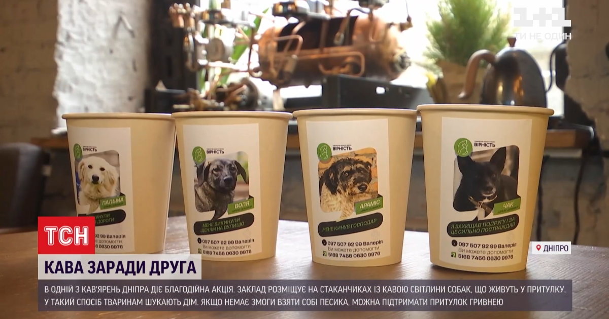 У Дніпрі кав’ярня на своїх чашках рекламує собак із притулку, які шукають господарів