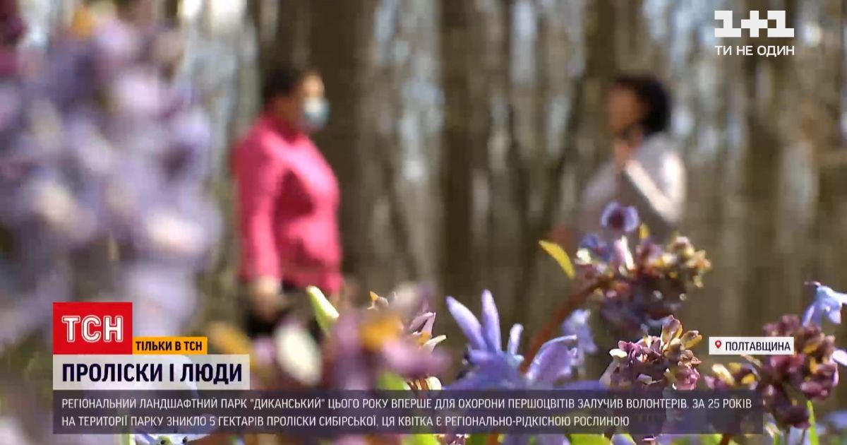 Уничтожение подснежников в украинских парках: кто и как уберегает первоцветы