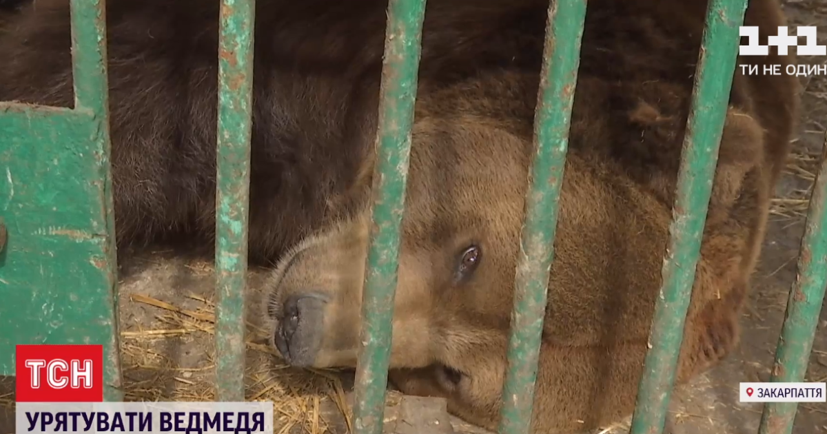 На Прикарпатті ведмедя врятували з туркомплексу та відвезли до реабілітаційного центру