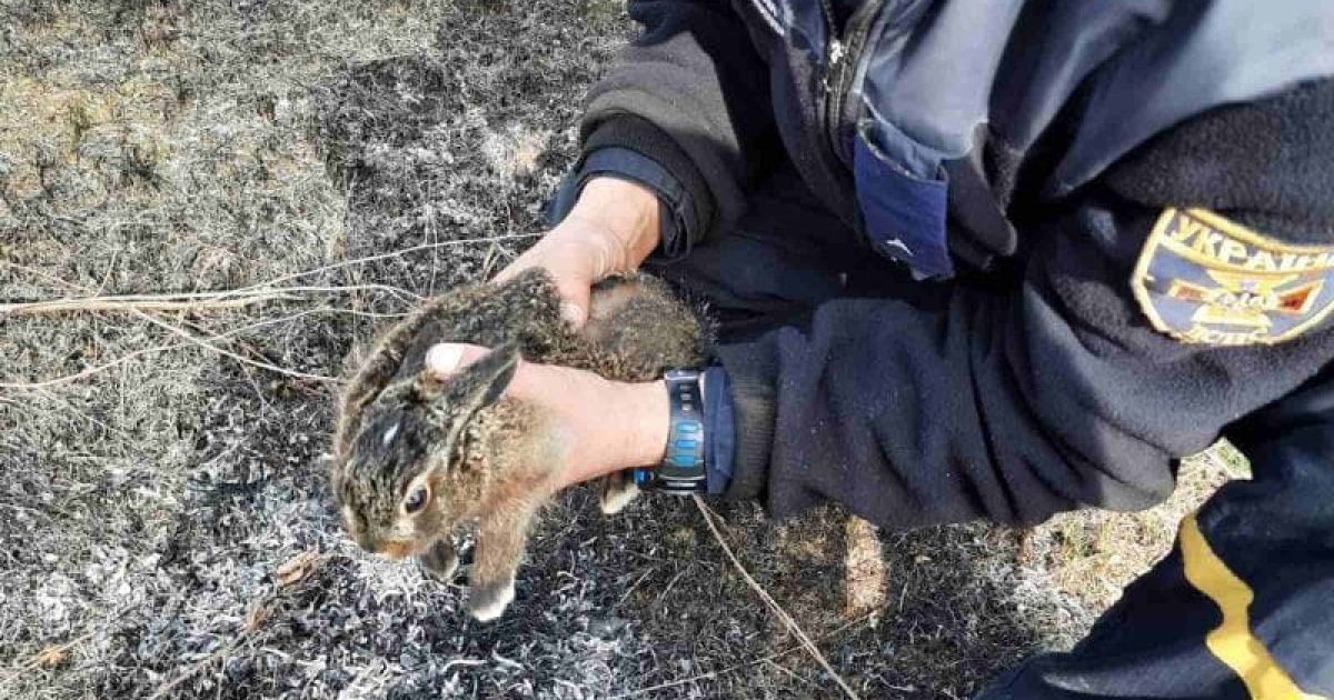 Ледь не згоріло живцем: у Харкові врятували зайченя, яке потрапило у вогняну пастку