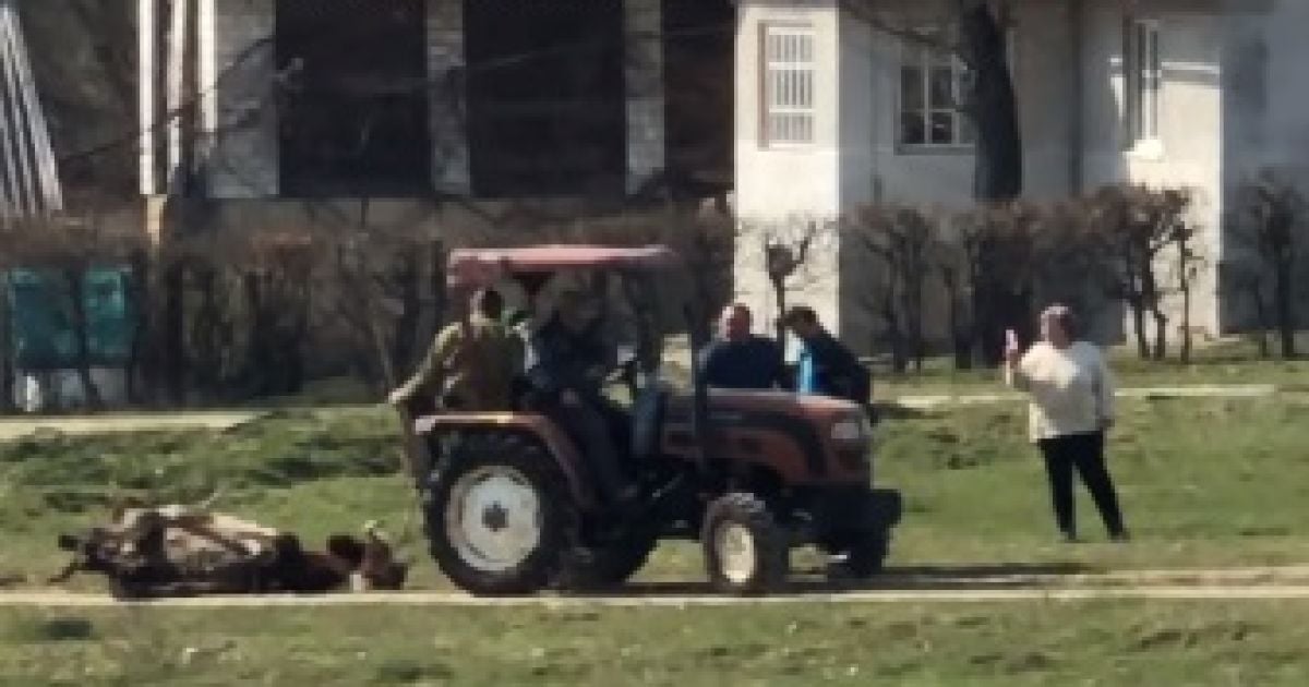 "Варвары в XXI веке": возле Львова двое мужчин тянули мертвую корову по всему селу (видео)