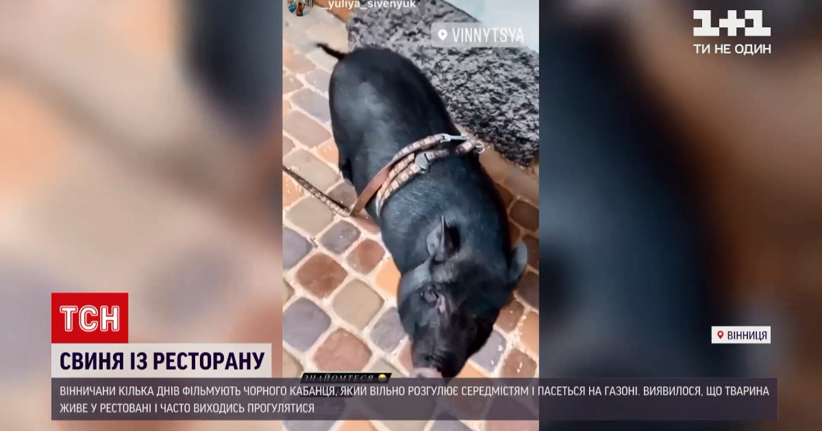 В Виннице свинья "взорвала" Сеть: черный кабанчик свободно разгуливает по центру города