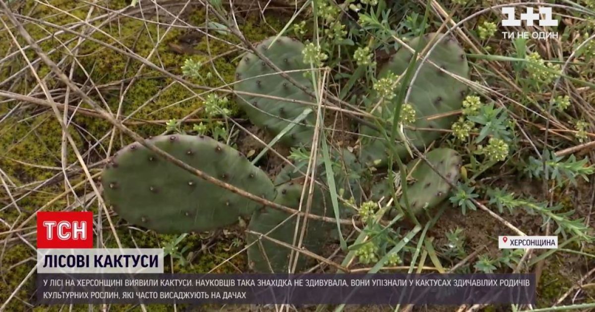 У Херсонській області посеред лісу виявили кактуси: як вони там опинилися і чим це загрожує