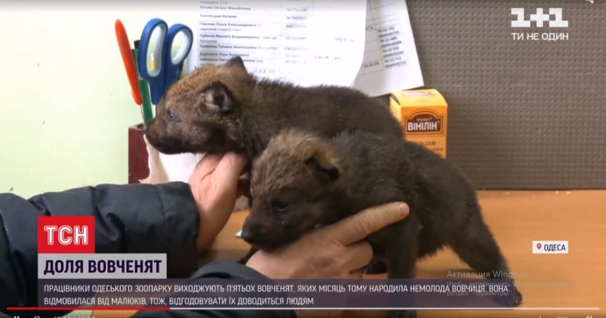У Одесі рятують п'ятьох вовченят, яких покинула мати