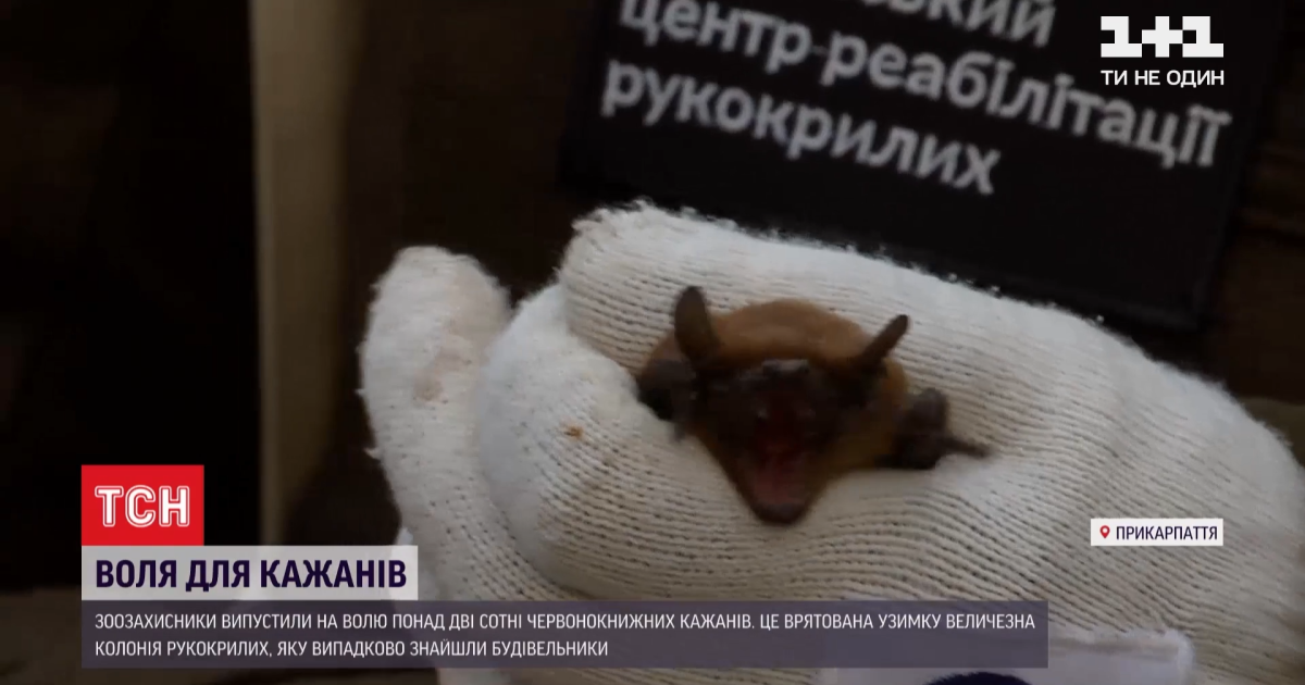 У Франківську зоозахисники випустили понад 200 червонокнижних кажанів, яких врятували взимку